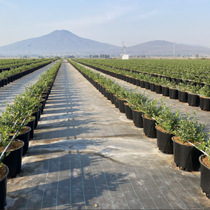 <span class=keywords><strong>Macetas</strong></span> Cuadradas <span class=keywords><strong>de</strong></span> Plástico <span class=keywords><strong>de</strong></span> <span class=keywords><strong>40</strong></span> <span class=keywords><strong>Litros</strong></span>, Color Negro, para Cultivo <span class=keywords><strong>de</strong></span> Arándanos, Novedad - Product Image 6