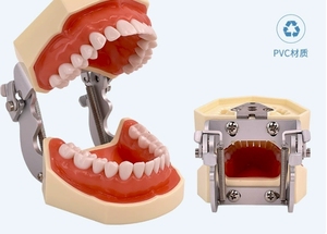 Modèle dentaire anatomique en silicone médical, structure de la mâchoire et des dents, pour l'enseignement des sciences médicales - Product Image 5