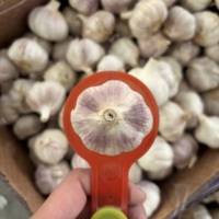Ail frais de la nouvelle saison 2026 pour l'exportation au Sénégal, emballé en carton de 10 kg, bulbes blancs de haute qualité, vente en gros et au détail