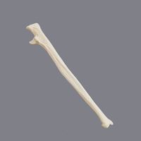 Modelo de cúbito humano de espuma sólida KyrenMed, modelo de perforación de práctica de cúbito de esqueleto izquierdo y derecho cortical de espuma de tamaño real