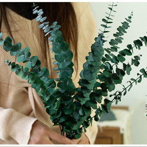 12 tiges d'eucalyptus séchées et préservées, 17 pouces, 100% naturelles, feuilles fraîches, plantes suspendues, verdure, décoration de <span class=keywords><strong>douche</strong></span> et de maison, fleurs - Product Image 4