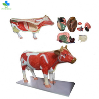 Modelo Anatómico de Vaca Educativo en 3D de PVC, Esqueleto Anatómico de Ganado para Acupuntura, Modelo Anatómico de Animales de Vaca Gratis
