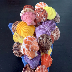 Conchas de Vieira Coloridas de Vietnam, Conchas Marinas Naturales Limpias en Tamaños Variados para Decoración del Hogar, Manualidades, Decoración de Mesa y Eventos - Product Image 1