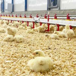 Élevage au sol au Pakistan : 4 mangeoires (paniers) / 3m, 5 tétines/m – Élevage de poulets de haute qualité - Product Image 4