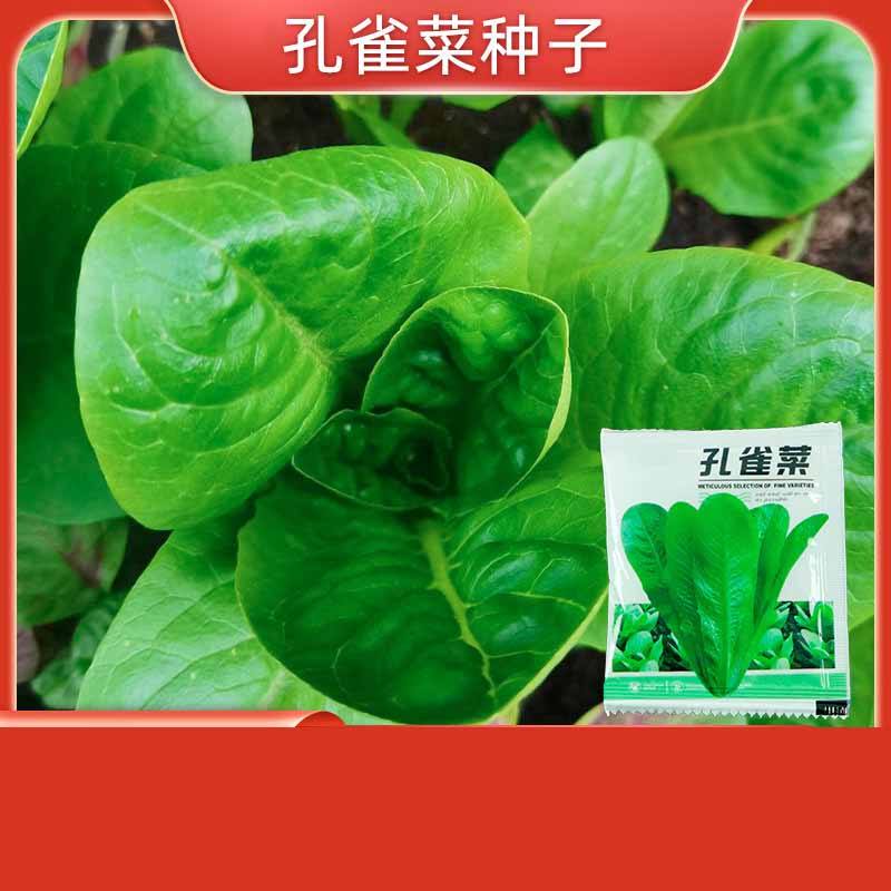 2# Plante à plumes de paon