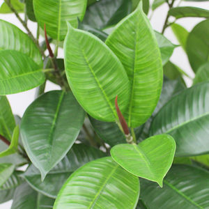 Ficus-árbol Artificial de goma Peva, plantas artificiales para decoración de jardín, novedad de 2021 - Product Image 5
