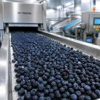 Premium Grade A IQF Diepvries Blauwe Bessen Groothandel 10kg/25kg Kartons voor Bakkerijen, Sappen, Smoothies, Natuurlijk IQF Diepvries Fruit