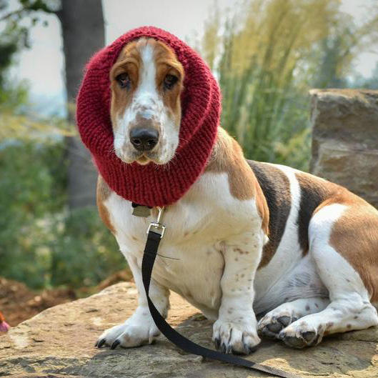 Basset Hound Pet: estilo de perrito dulce y comodidad de invierno