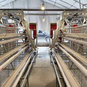 Nouvelle cage à poulets à 3 niveaux entièrement automatique <span class=keywords><strong>de</strong></span> type A en acier inoxydable galvanisé à chaud avec courroie <span class=keywords><strong>de</strong></span> nettoyage du fumier pour une économie <span class=keywords><strong>de</strong></span> main-<span class=keywords><strong>d</strong></span>'œuvre - Product Image 4