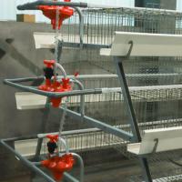 Élevage de volailles 1000 Dimension de poulet Couche de maille en acier automatique Cage de poulet Conception de système de ferme Élevage de batterie