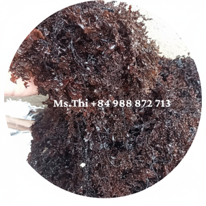 MEJOR PRECIO TOP SARGASSUM POLVO DE ALGAS DE VIETNAM LISTO PARA EXPORTAR A GRANEL/Sra. Thi - Product Image 1