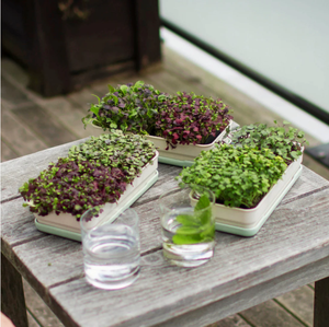 Jardin hydroponique d'intérieur intelligent pour la cuisine, plateau pour micro-légumes, <span class=keywords><strong>en</strong></span> <span class=keywords><strong>bois</strong></span> naturel, à suspendre au mur, utilisation domestique - Product Image 4