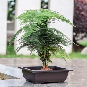 Jardinière rectangulaire en résine pour bonsaïs et plantes d'intérieur, nouveau style chinois, durable, usage domestique, forme carrée, 450 mm - Product Image 3