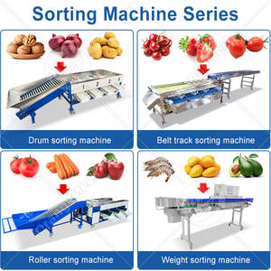 Máquina Clasificadora de Dátiles ORME, Máquina Procesadora de Frutas, Máquina Pequeña para Limpiar y Clasificar Naranjas y Tomates - Product Image 5