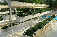 Système de culture hors-sol multi-niveaux en PVC pour serres de fraises, tomates et légumes