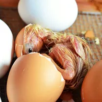 Frische Hühnereier in loser Schüttung Broiler Hatch ing Eggs / Cobb 500/ Ross 308 High Grade zu verkaufen