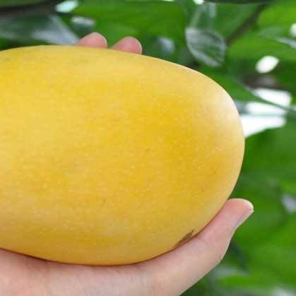 Паклобутразол 25% SC для удобрения манго