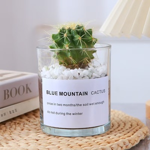 Vaso in Vetro Trasparente Riutilizzabile <span class=keywords><strong>con</strong></span> Bocca Rotonda e Tubo Dritto per Piante Grasse e <span class=keywords><strong>Cactus</strong></span>, Vaso Vuoto in Vetro Rotondo - Product Image 4