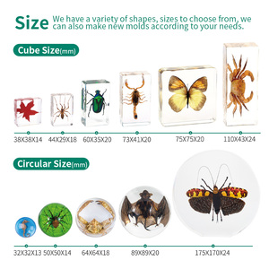 Taxidermia Personalizada en Resina, Insecto con Alas Transparentes, Espécimen de Animal en Bloque de Resina, Kits de Aprendizaje de Biología para Niños - Product Image 6