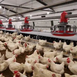 Sistema de alimentación automático para aves de corral, producto en oferta