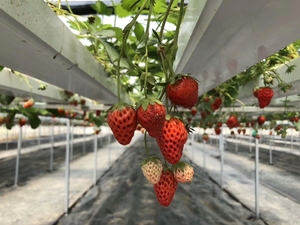 <span class=keywords><strong>Culture</strong></span> sans sol et <span class=keywords><strong>culture</strong></span> de <span class=keywords><strong>fraises</strong></span> Pot de plante <span class=keywords><strong>en</strong></span> plastique - Product Image 4