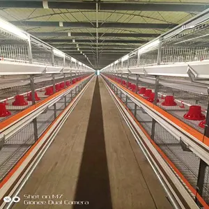 Bestseller lange Lebensdauer komplett Auto Huhn Broiler Farm Käfig Ausrüstung Verkauf für Bangladesch für Hühnerfarm