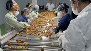 Lichi fresco de Vietnam cultivado bajo estándares GAP y empaquetado en instalaciones certificadas HACCP - Product Image 3