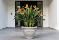 Grands pots de jardin classiques en ciment résistants aux intempéries pour la décoration extérieure des villas