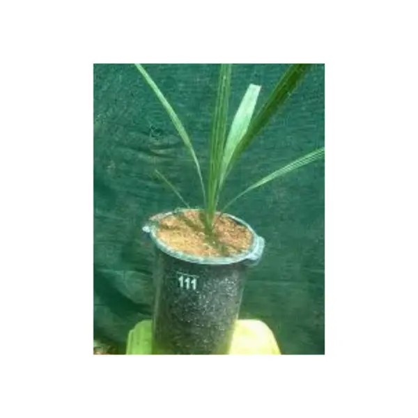 En büyük sıcak satış doku kültürü tarih palmiye fide hücreleri uygun bir büyüme ortamında bir bitkinin büyüyen ipuçları kaldırıldı