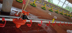 Sistema <span class=keywords><strong>de</strong></span> bebedero automático <span class=keywords><strong>para</strong></span> <span class=keywords><strong>pollos</strong></span>, línea <span class=keywords><strong>para</strong></span> criar <span class=keywords><strong>pollos</strong></span> en el suelo - Product Image 4