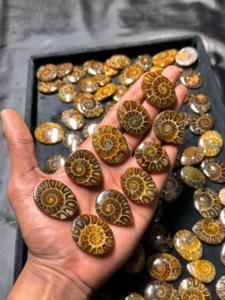 AAA Grade Natural Ammonite Cabochon Flatback Handmade Polished Green Gemstone Lot for Jewelry Making and <b>Craft</b> - Product Image 3