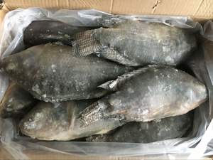 Tilápia Negra Congelada IQF de Origem Chinesa, 10 KGS, Venda Direta da Fábrica com Preço Competitivo - Product Image 3