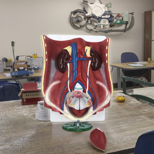 6-Part Dual <span class=keywords><strong>Sex</strong></span> PVC Sistema Urinário Anatomia Modelo Humano Modelo para a Escola Médica & Classroom Use - Product Image 4