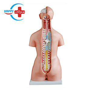 Modèle éducatif humain HC-S240, modèle de torse bisexuel, anatomie avec 23 pièces - Product Image 3