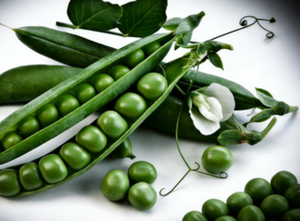 Polvo de Guisantes Verdes Liofilizado Natural al por Mayor, Snack Vegetal Saludable y Económico - Product Image 2