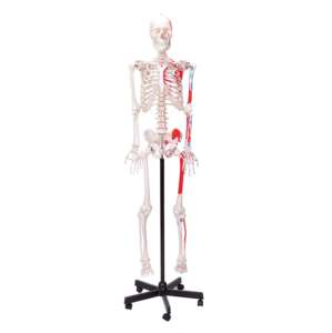 Equipo educativo médico PVC 170cm <span class=keywords><strong>Esqueleto</strong></span> muscular humano - Product Image 1
