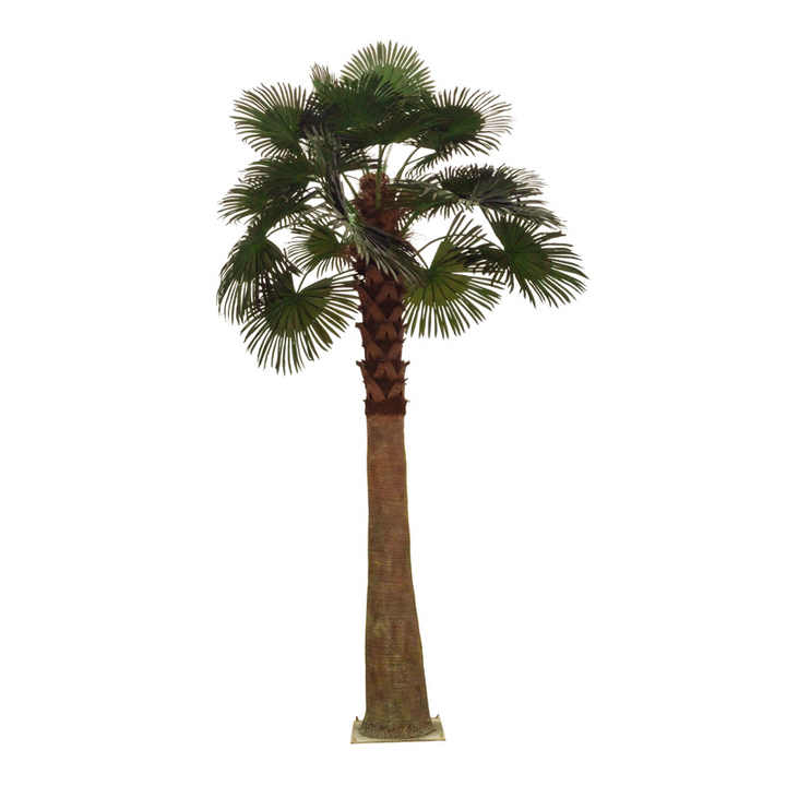 日本のヤシの木 ヤシの木 （パームツリー）12〜13.5 cm 5本入り ：ウッドランド