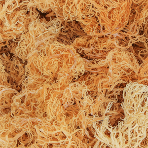 Seamoss สาหร่ายแห้งสำหรับเจล seamoss จากเวียดนาม-Eucheuma cottonii - Product Image 1