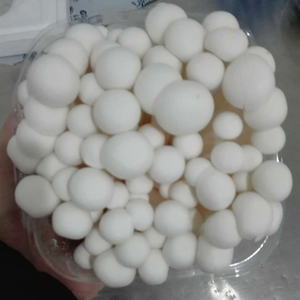 Shimeji Blanco, Nombres de Hongos Comestibles - Product Image 2