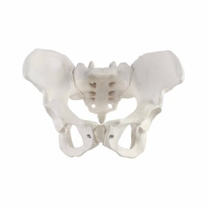 Lebensgroßes menschliches Skelett, weibliches Becken, anatomisches Modell für den medizinischen Unterricht - Product Image 1