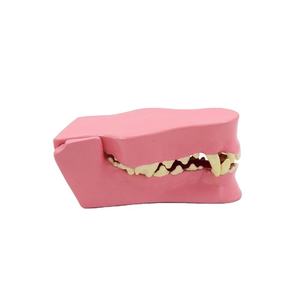 Modelo de Dientes de Perro Médico con Certificación CE, Modelo Anatómico de Dientes Caninos para Animales, Modelo de Comparación para Hospitales Veterinarios - Product Image 3