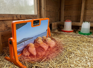 Chauffage pour animaux de compagnie écologique en bois de pin avec <span class=keywords><strong>LED</strong></span> haute luminosité, contrôle précis de la température et minuterie intelligente pour les cliniques vétérinaires modernes - Product Image 6