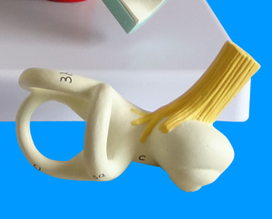 Modèle d'anatomie du canal semi-circulaire de l'oreille humaine modèle de labyrinthe de l'oreille intérieure pour la recherche médicale et le sujet de l'oreille - Product Image 3