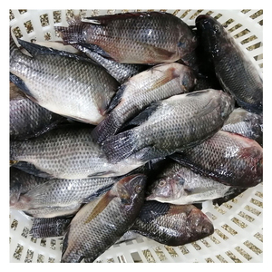 Pour l'<span class=keywords><strong>Afrique</strong></span>, Tilapia noir congelé IQF IWP en emballage de 10 kg, destiné aux producteurs de nourriture pour poissons, avec expédition rapide et prix compétitif - Product Image 1