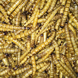 חייל שחור מיובש זעף רימות של הזחל חרקים בשר מיובשות חלבון גבוה - Product Image 3