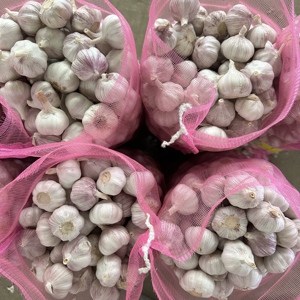 Chất lượng cao hữu cơ 5.0cm tỏi trắng tươi 10kg trong túi lưới hiệu quả chi phí cho thực phẩm sử dụng - Product Image 4