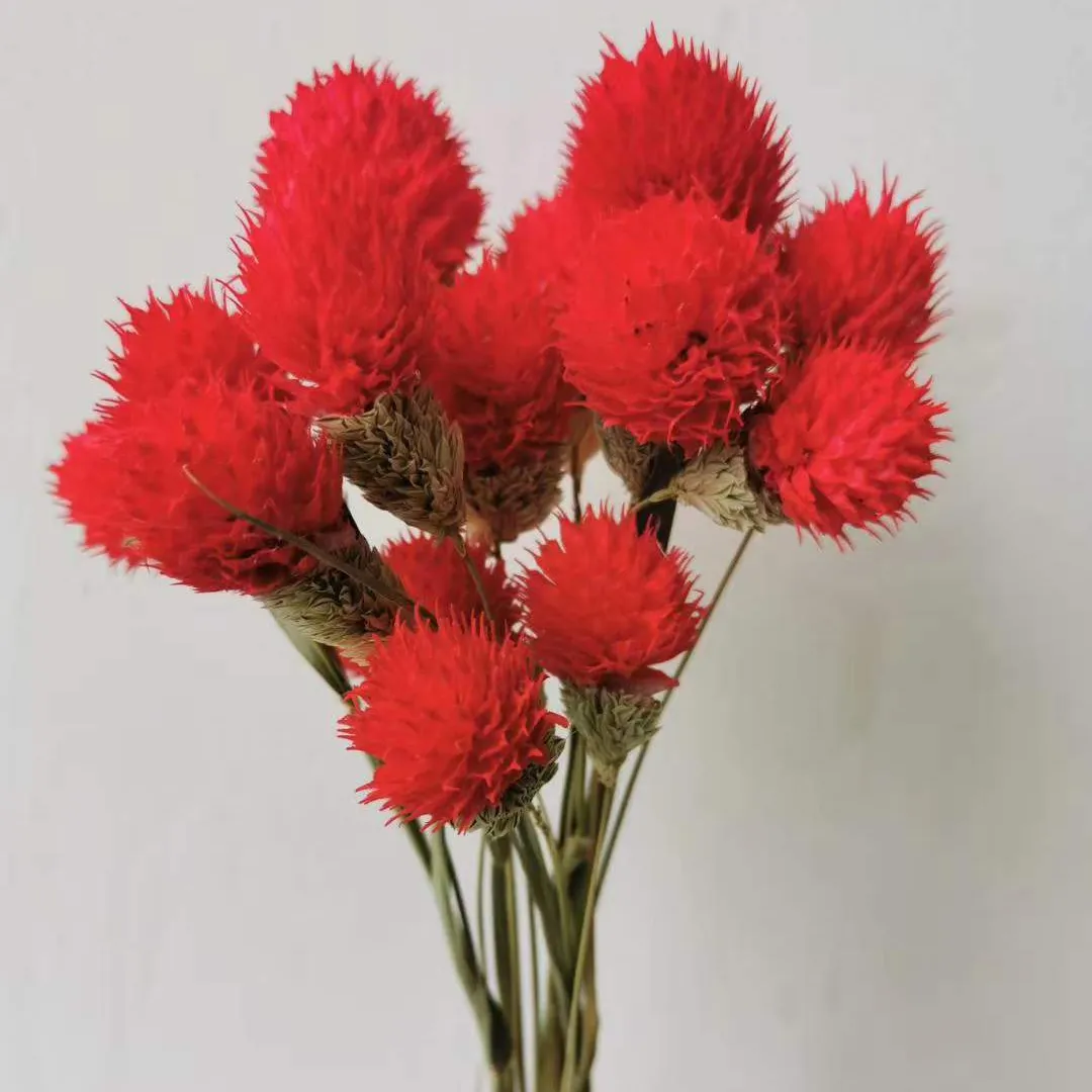 Venta al por mayor de fruta de fresa seca para siempre, auténtica y fresca, gomphrena eterna, flor de Globosa, regalo, flores preservadas de larga duración