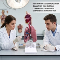 Modelo Comparativo de Lesiones Pulmonares y Bronquiales por Asma para Entrenamiento en Patología Médica, Ayuda Didáctica, CE/ISO/ROHS/CNAS