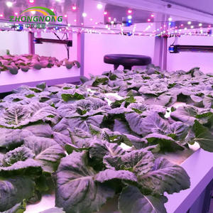 Système de culture hydroponique en serre conteneur avec <span class=keywords><strong>gouttière</strong></span> en <span class=keywords><strong>PVC</strong></span>, plateau de culture NFT <span class=keywords><strong>pour</strong></span> légumes à feuilles fines, vente en Europe - Product Image 3