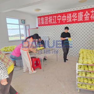 Horno de Secado con Bomba de Calor Golden Sunflower de Tecnología Avanzada, Equipo de Secado Golden Sunflower - Product Image 2